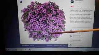 ПОЛНЫЙ ОБЗОР ПЕТУНИИ НА СЕЗОН 2021🌺 - СЕМЕНА И ВЕГЕТАТИВКА 👌
