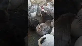 КУРИНАЯ ФЕРМА