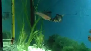 Качка Барбусов!))))