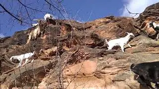 Наши няшки.