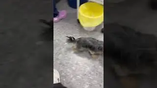 Йорк через 2 дня не стоило имитировать лечение лучше лечиться реально