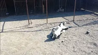 Бугай Алабай. Не было печали