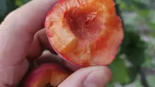 Malina  və dadlı əriklər yetişib