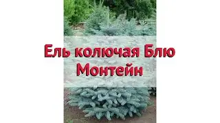 Ель колючая Блю Монтейн 🌿 Обзор: посадка и уход. крупномеры ели Блю Монтейн: описание и особенности
