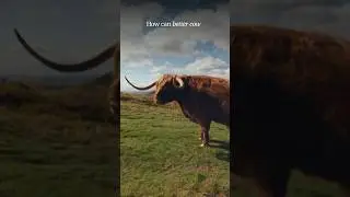How a “dating app for cows” leads to better grades