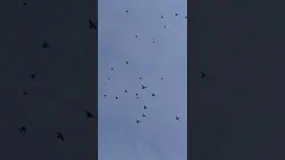 Весенние полёты Николаевских голубей Георгия Шпунтова часть 8