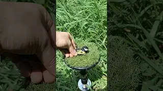 Миф или правда ??? Если положить птицу на спину , она будет смирно лежать 😱😱😱