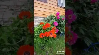 хэерле кон дуслар.