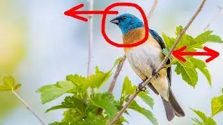 WILDLIFE PHOTOGRAPHY: Get Better Wildlife Images With The Right Composition Techniques