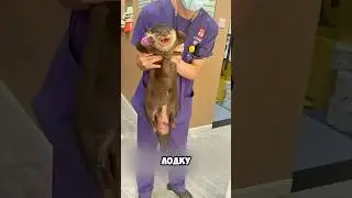 Случай Когда Выдра Сделала Человеку Семью! 