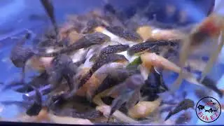 Work Bench updates - hundreds of fry making their appearance. #Breeding #Barbs