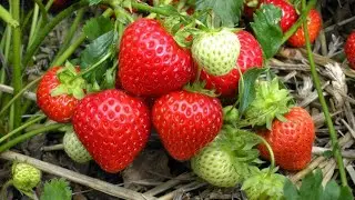 Самый простой и гарантированный метод размножения клубники