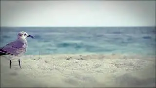Green Screen Frame On The Beach
