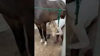 Time for a bath 🛁🐴 