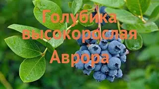 Голубика высокорослая Аврора (aurora) 🌿 обзор: как сажать, саженцы голубики Аврора