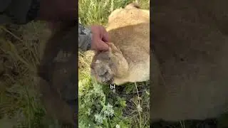 Очередной трофей | Охота на сурка