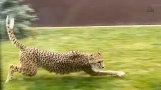 Cheetah Gerda runs like a Ferrari!