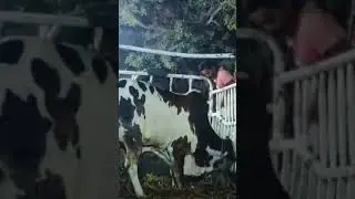 Dangerous cow unloading in nazimabad 2023 #cattlecraze #dangerbull #unloading #cowvideos