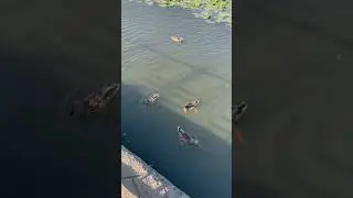 Кормлю Голубей, Уток и стаю Ворон в парке Олимпийская деревня