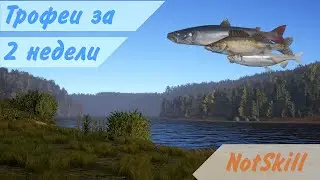 Русская рыбалка 4. Трофеи за 2 недели.