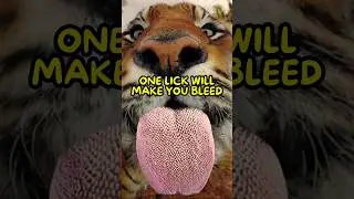 Why Tigers Have Spiky Tongues💀