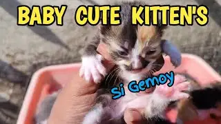 ANAK KUCING LUCU DAN MENGGEMASKAN