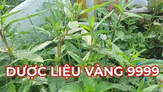 Loài dược liệu rất tốt cho Gan,mắt , phòng u.ng th.ư, trị các bệnh tiêu hóa,tiết niệu,đau răng....