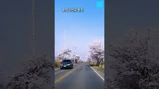 벚꽃 - 평택 강변로