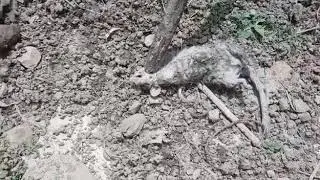 Шарик и крыса