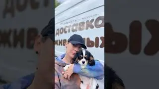 Доставка щенка 🐶 из Питера в Москву на дом 🏡 Благодарим компанию  Поехали с Музыкой!