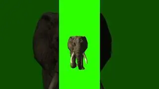 Green Screen Elephant Walking | Green Screen Elephant Cartoon | @syedashahtv 