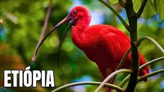 ETIÓPIA | Animais das Montanhas - Documentário