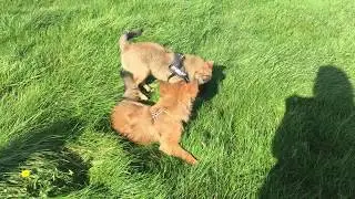 Brother Fjor and sister Lukka playing - Islandic Sheepdog puppies