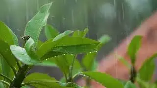 Audio Relax || natural rain in the forest || audio for sleep