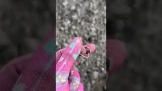 Коп по Русі 