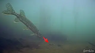 АТАКА ЩУКИ НА ПЕСКАРЯ!!! Подводная рыбалка
