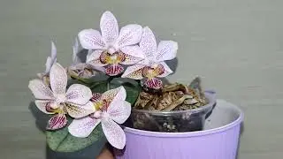 Фаленопсис P.stuartiana×P.minus