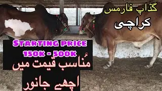 Cattle Farm Visit 2019 at Gadap Town || Bakra Eid 2019 Collection for Sale