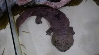 Loài cá kỳ lạ sống TRĂM TUỔI có 4 CHÂN nặng cả chục cân và biết KHÓC | BIGGEST Salamander in China!