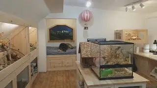 Tour of the Mousery Part 1, First Look, open concept mouseries