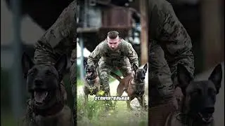 самая опасная собака