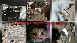 Деревенские будни, пирог, дойка, теленок. Коты, собаки и многое другое.... 🐄🥧🐂🐃🐕🦮🐈🐱