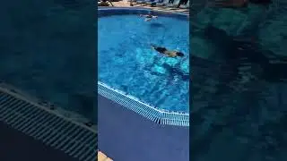 Детские аниматоры в отеле ПОНТОС. Анапа. Витязево.