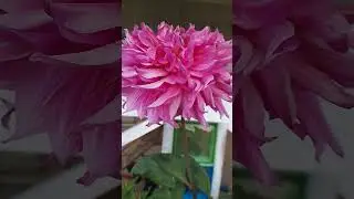 Георгин Розовый Вавилон #сад #георгин #Лето24 #shorts
