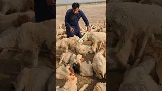 ravarh sy nag pakra