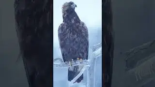 🦅 Steenarend in sneeuw  - Finland winter 