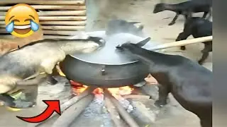 Craziest Funniest Videos & Memes In The World