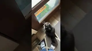 Cute cat chats with owner #kitty