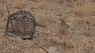 охота на кеклики пакличка самарканд