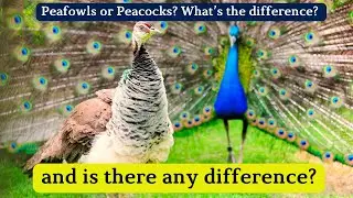 Peacocks?! Did you know peafowls can hybridize with other pheasants, creating unique crossbreeds?